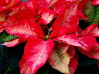 Minter Garden - X- Mas 2009